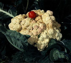 Giant Gardening - John Evans Cauliflower