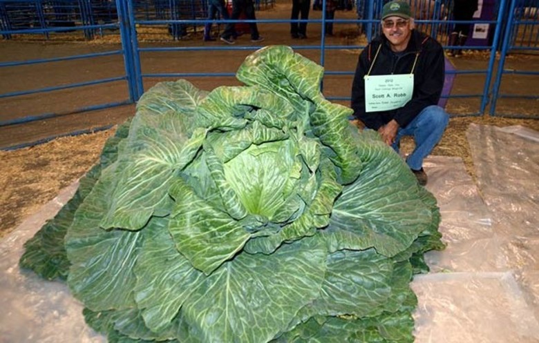 Giant Gardening - cabbage