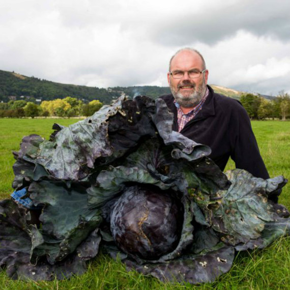 Giant Gardening - David Thomas red cabbage