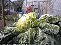 Giant Gardening - Peter Glazebrook Cauliflower