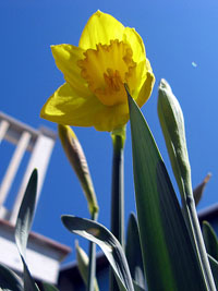 Giant Gardening - Daffodil
