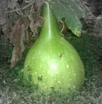 Giant Gardening - Gourd
