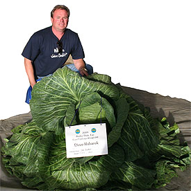 Giant Gardening - cabbage