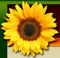 Giant Gardening Sunflower