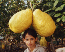 Giant Gardening - Heavy Lemon