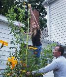 Giant Gardening - Tall Marigold