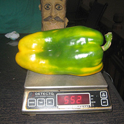 Michael Flynn's Pepper