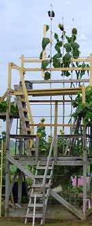 Giant - Gardening - Sunflower