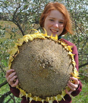 Giant Gardening Sunflower Seeds