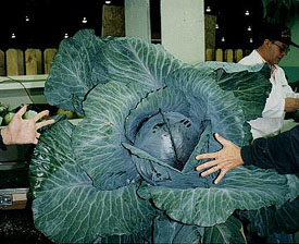 Giant Gardening - red cabbage