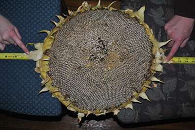 Measuring Sunflower heads