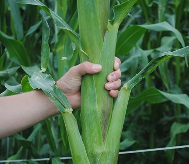 Giant Gardening Corn Seeds