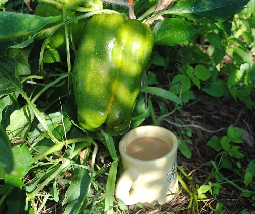 Giant Gardening Green Pepper Seeds