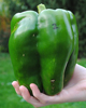 Giant Gardening Heavy Pepper Seeds