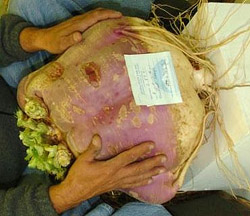 Giant Gardening - Big Turnip