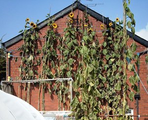 Giant Gardening - Sunflower