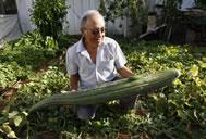 Giant Gardening - asian cucumber