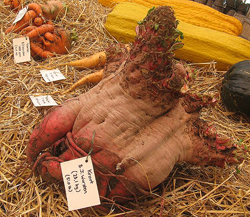 Giant Gardening - Beet - Brad Wursten