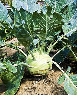 Giant Gardening - Kohlrabi