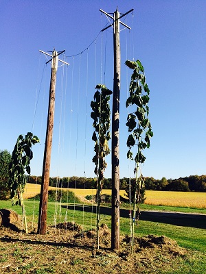 Giant Gardening - Sunflower