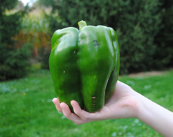 Giant Gardening Records - Pepper - Steven DeRycke