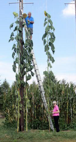 Giant Gardening - Sunflower