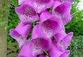 Giant Gardening - Foxglove