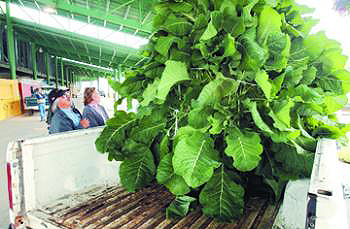 Giant Gardening - Kale