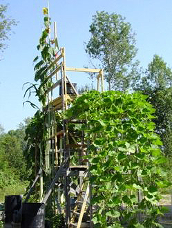 Giant Gardening - Sunflower