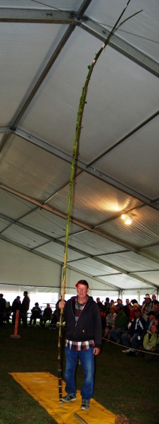 Giant Gardening - Chrysanthemum