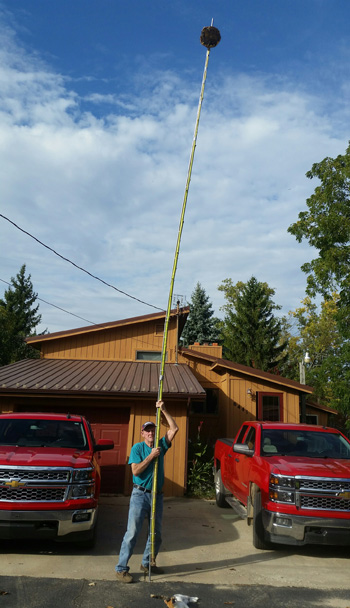 Giant - Gardening - Sunflower