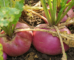 Giant Gardening - Radish