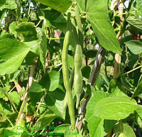 Giant Gardening - Runner Bean