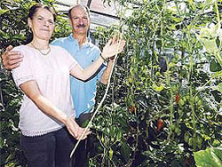 Giant Gardening - Runner Bean