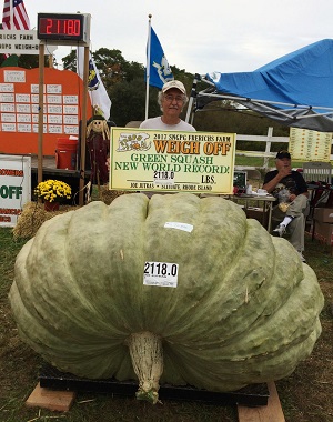 Giant Gardening - Squash