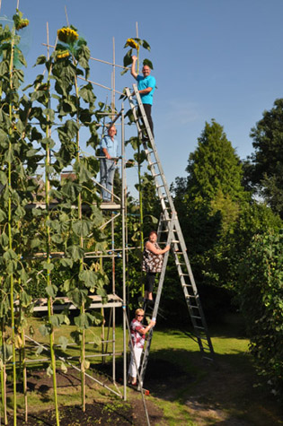 Giant Gardening - Hans-Peter Schiffer Sunflower Tall