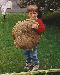 Giant Gardening - Sunflower Head