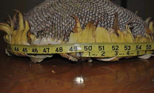 Measuring Sunflower heads