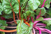 Giant Gardening - Swish Chard