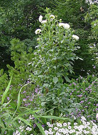 Giant Gardening - Dahlia