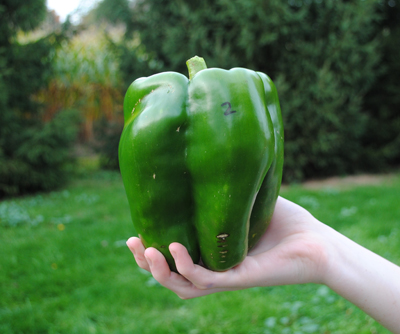 Giant Gardening Tall Sunflower Seeds