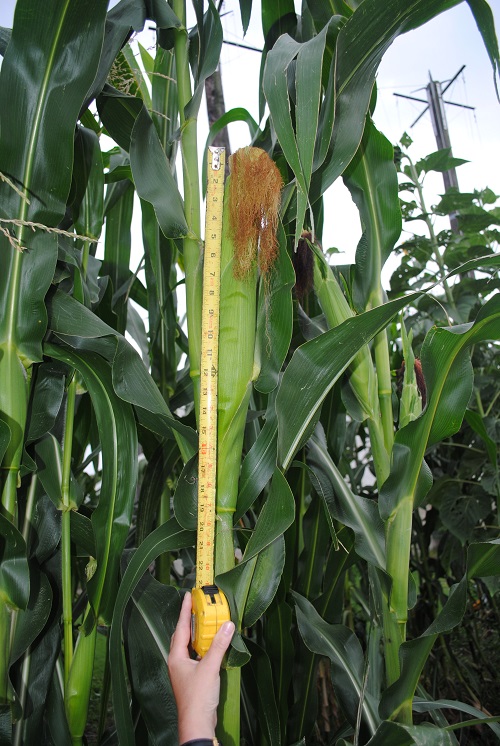 Giant Gardening Corn seeds