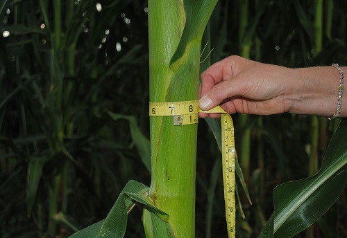 Giant Gardening Corn seeds