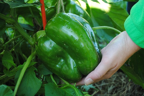 Giant Gardening Green Pepper Seeds