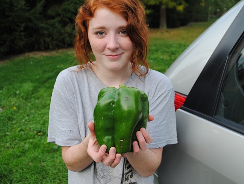 Giant Gardening Green Pepper Seeds