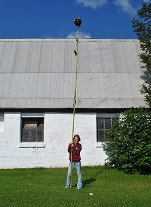 Giant Gardening Tall Sunflower Seeds