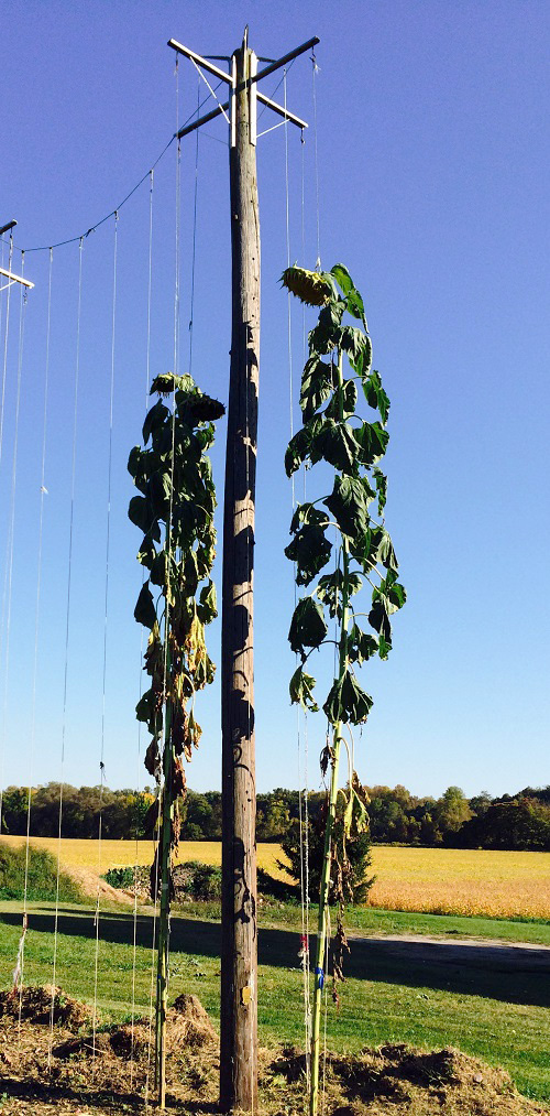 Steve DeRycke Sunflower Seeds