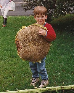 Giant Gardening Sunflower seeds